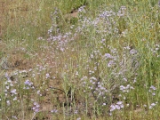 fiddleneck (Amsinckia intermedia)
